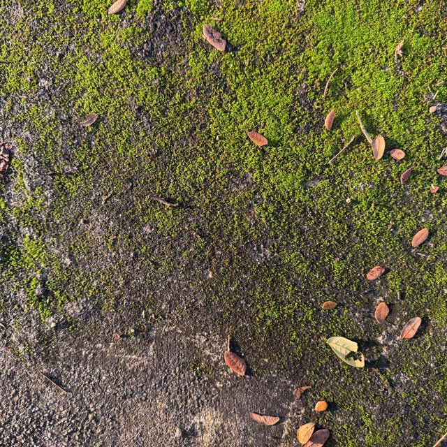 moss on driveway